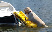 pet ladder  Paws Aboard