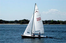 racing keelboat sail : jib (one-design) BUCCANNEER 18 Schurr Sails