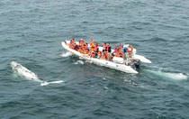 rescue boat : rigid inflatable boat (outboard, twin engine, center console) MOON WORK 1040 astillero lunamar semirrigidas moon