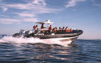 rigid inflatable boat (passenger boat, outboard, triple engine, center console) 33' NEPTUNE Polaris boat