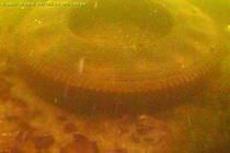 underwater video camera for AUV  OceanServer Technology Inc.