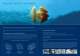 SEDNA BALLAST Brochure - Hamann AG
