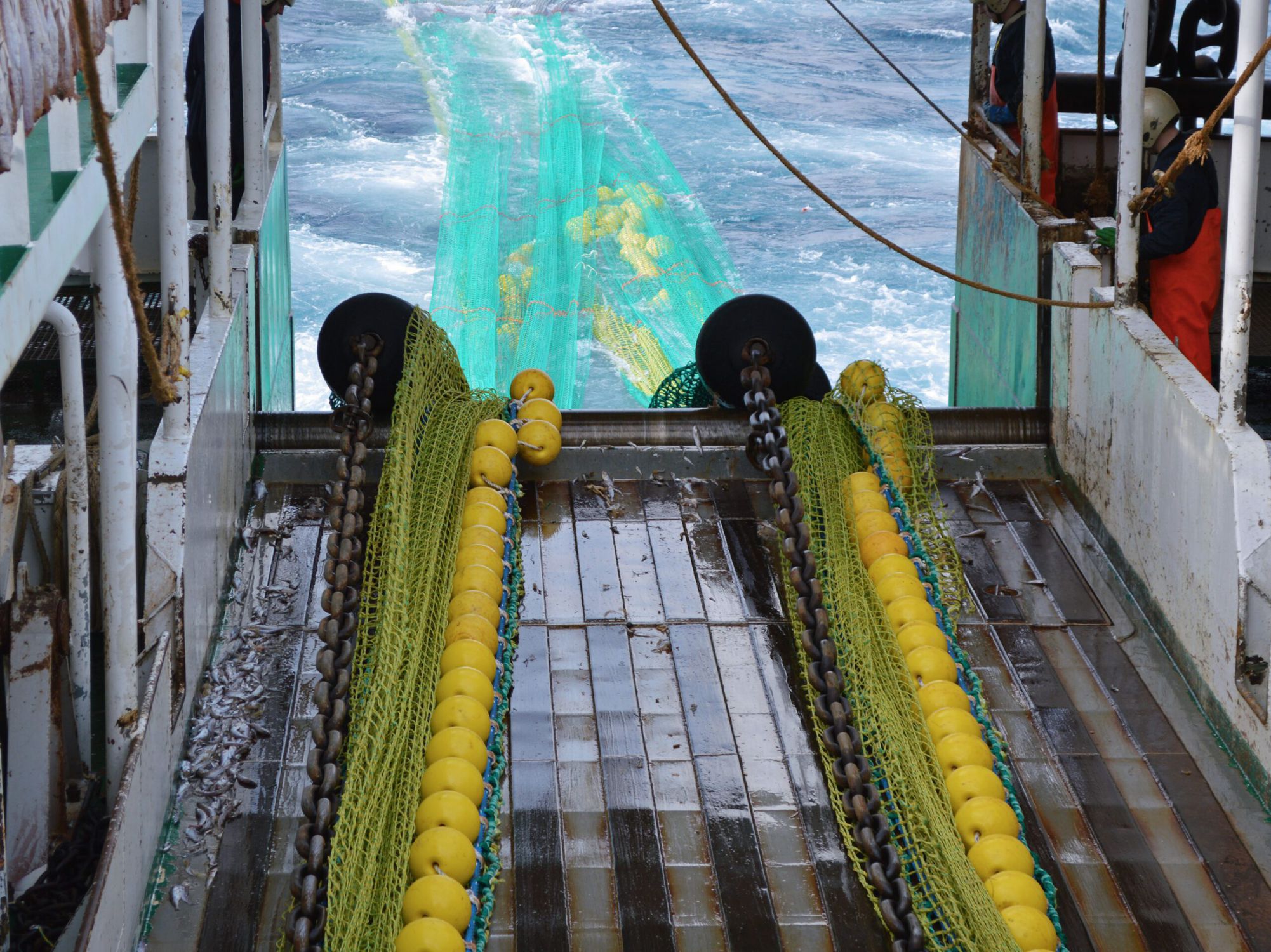 Trawl net - Bacalao - Vnin - fishing