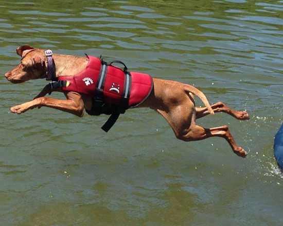 vizsla life jacket