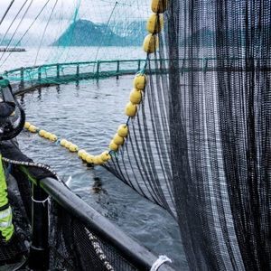 aquaculture net