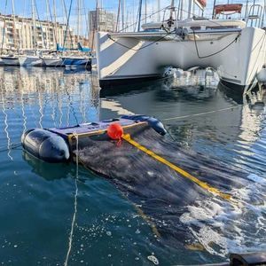 waste collection marine drone
