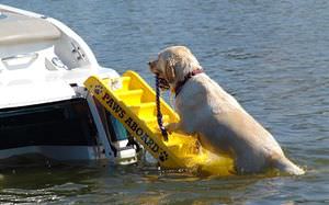 Paws aboard cheap boat ladder