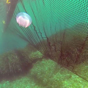 jellyfish net