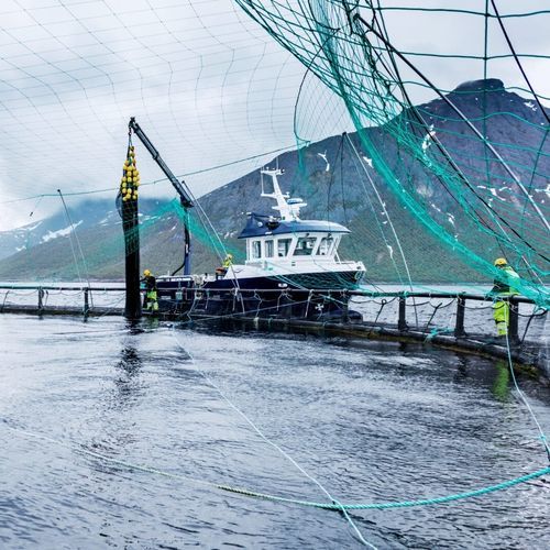 Anti-bird net - Vónin