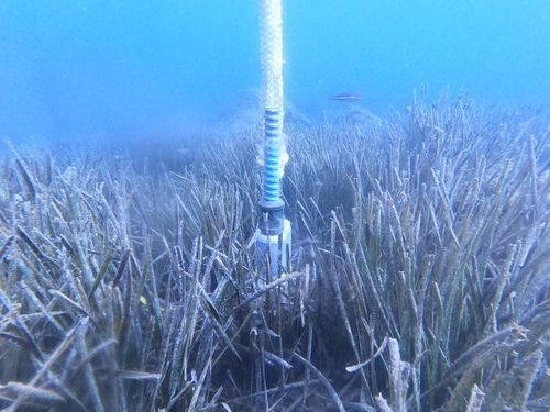 Flat anchor - TEMANO - underwater / stainless steel
