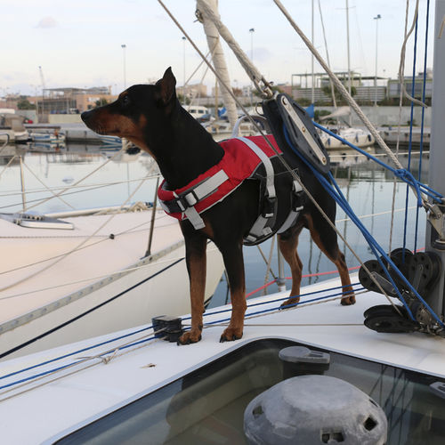 Watersports buoyancy aid - Comfy  - LALIZAS | Life Saving Equipment - for pets / foam / red