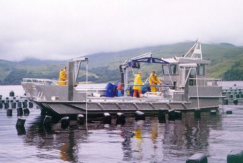 Aquaculture boat - ALN 019 ‘Cadderlie 1’ - Alnmaritec - catamaran / inboard waterjet / aluminum
