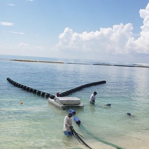 Belt oil skimmer - Seaweed  - Desmi - sheltered waters