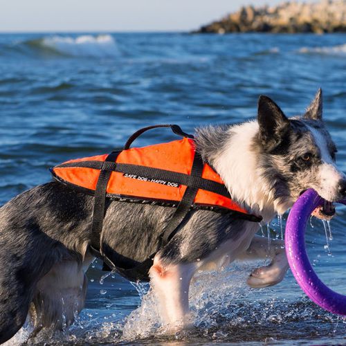 Watersports buoyancy aid - Aquarius - for pets / foam