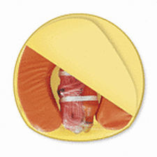 Boat safety kit - 50026 - SeaCurity GmbH
