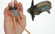 sailboat clamcleat / open / titanium