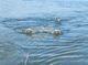 trawl net / anti-sargassum