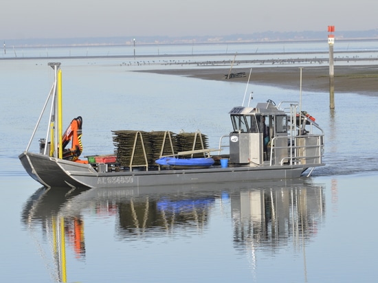 A barge: an indispensable tool for oyster farmers.