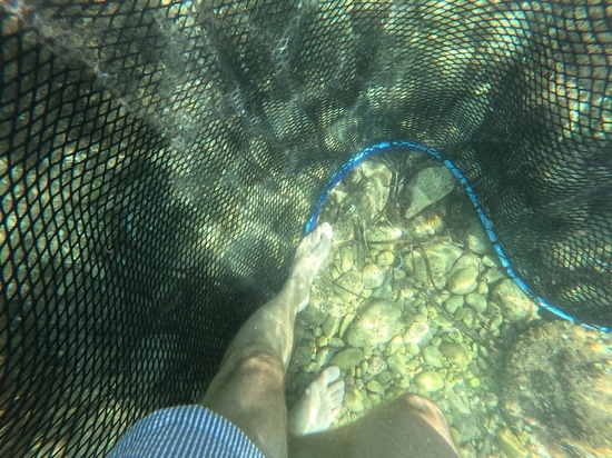 Anti-jellyfish net "Zeus"