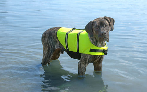 ペット用浮力補助具 - Paws Aboard