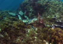 SPEARFISHING - 2