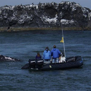 barco inflável com motor de popa / bimotor / semirrígido / dobrável