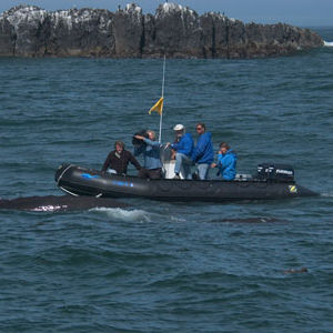 barco inflável com motor de popa / semirrígido / dobrável / de mergulho