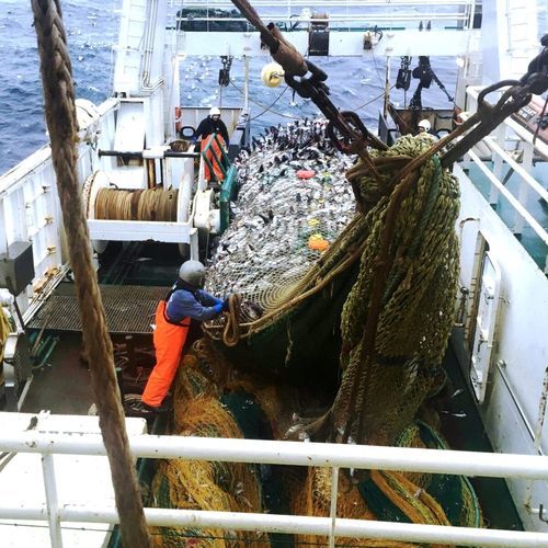 Rede de pesca - Zenith - Vónin - de arrasto