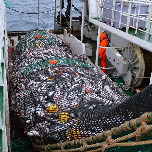 Rede de arrasto - Bacalao - Vónin - de pesca