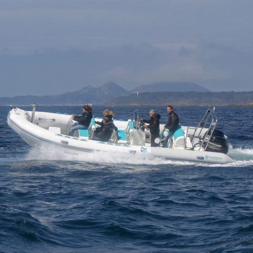 Barco profissional barco de passeio - SP-800  - Narwhal - barco auxiliar para mergulho / com motor de popa / barco inflável semirrígido