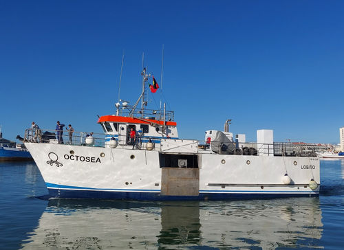 Barco profissional barco de pesca polivalente - OCTOSEA - Estaleiros Navais de Peniche - em compósito / polivalente